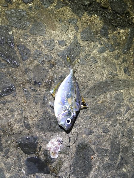 イワシの大群がいるのに釣れない